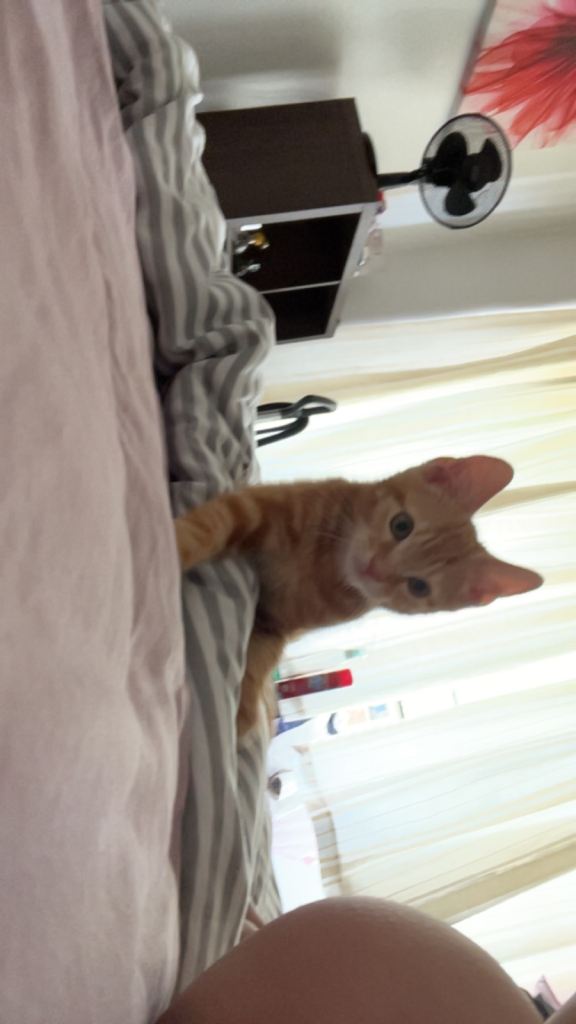 12 week old ginger male kitten looking for a loving home