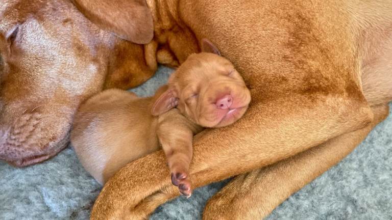 PEDIGREE HUNGARIAN VIZSLA's PUPPIES FOR SALE • KC REG 