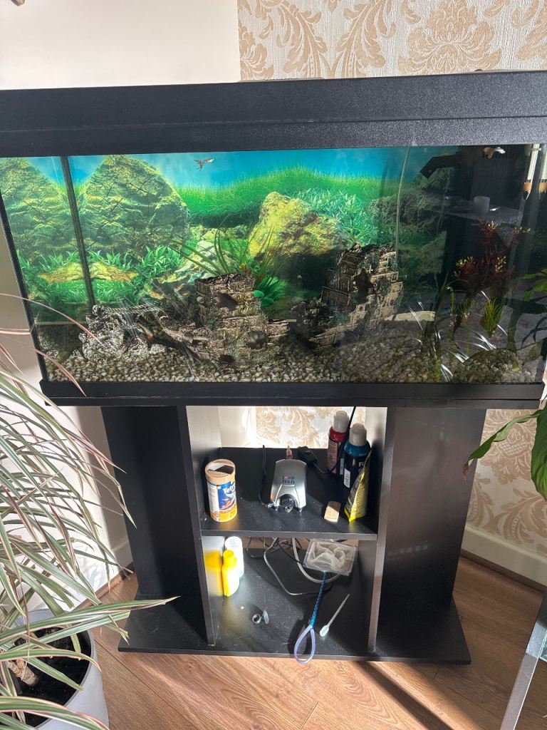 A complete hundred litre aquarium with all fish and equipment
