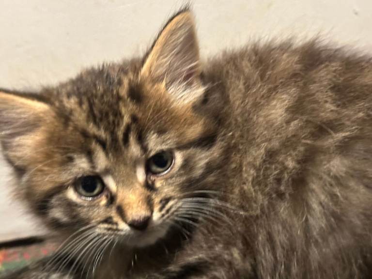 Pretty two Kittens 