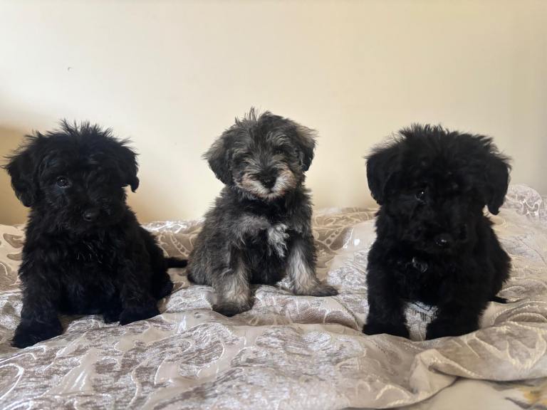 Beautiful Schnoodles 
