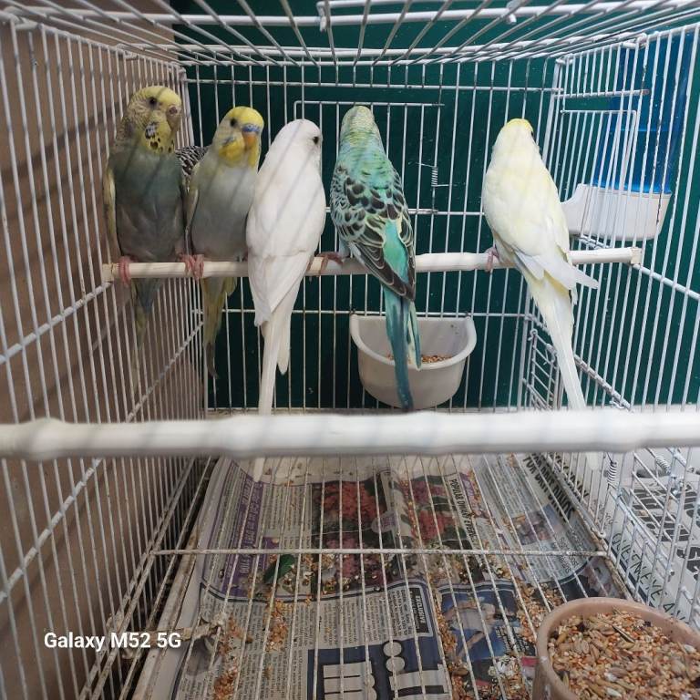 Gorgeous baby budgies 