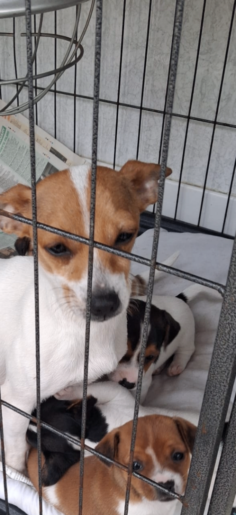 Miniature Jack Russell puppies