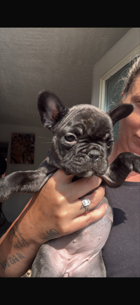 1 female French bulldogs left out of a litter of 8 