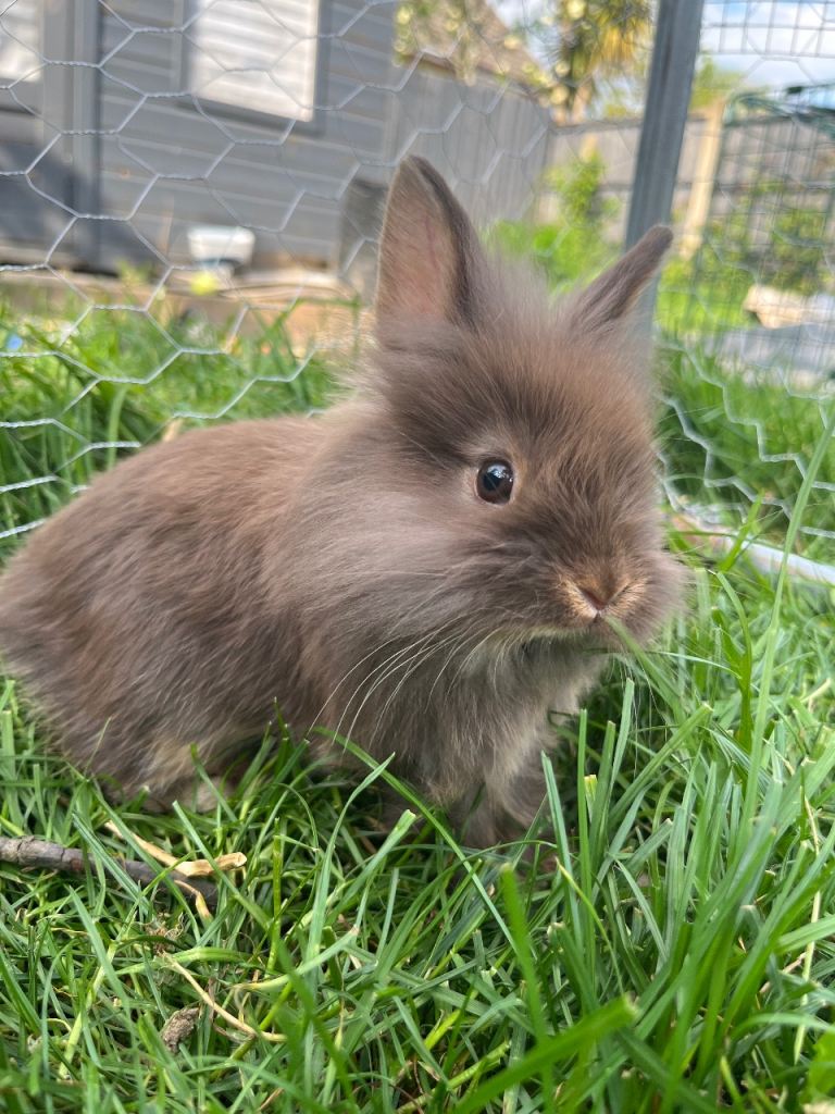 Lionhead rabbits with starter package