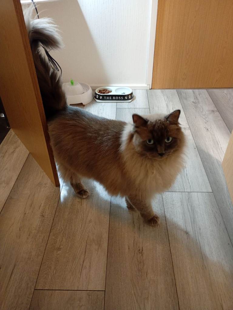 Urgent - Beautiful Ragdoll male