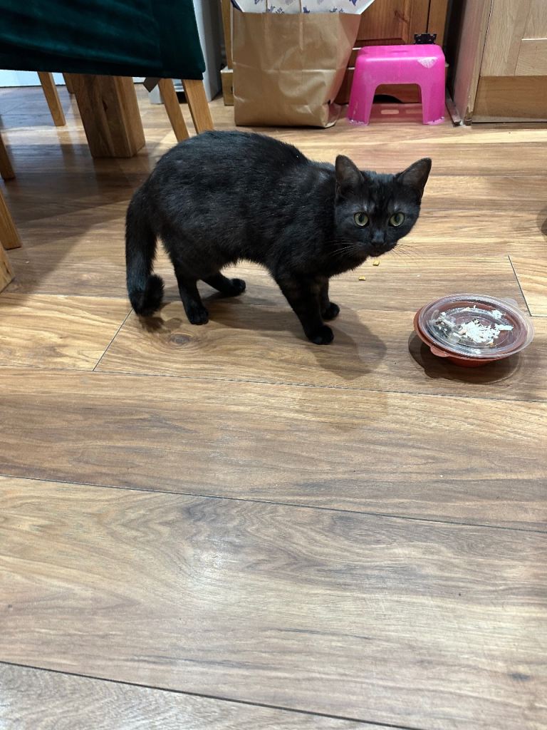 🐈 Beautiful 8-Month-Old Black Female Kitten – Loving Home Wanted