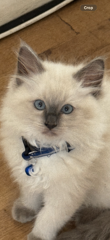 Ragdoll Kittens - Vaccinated READY TO GO NOW