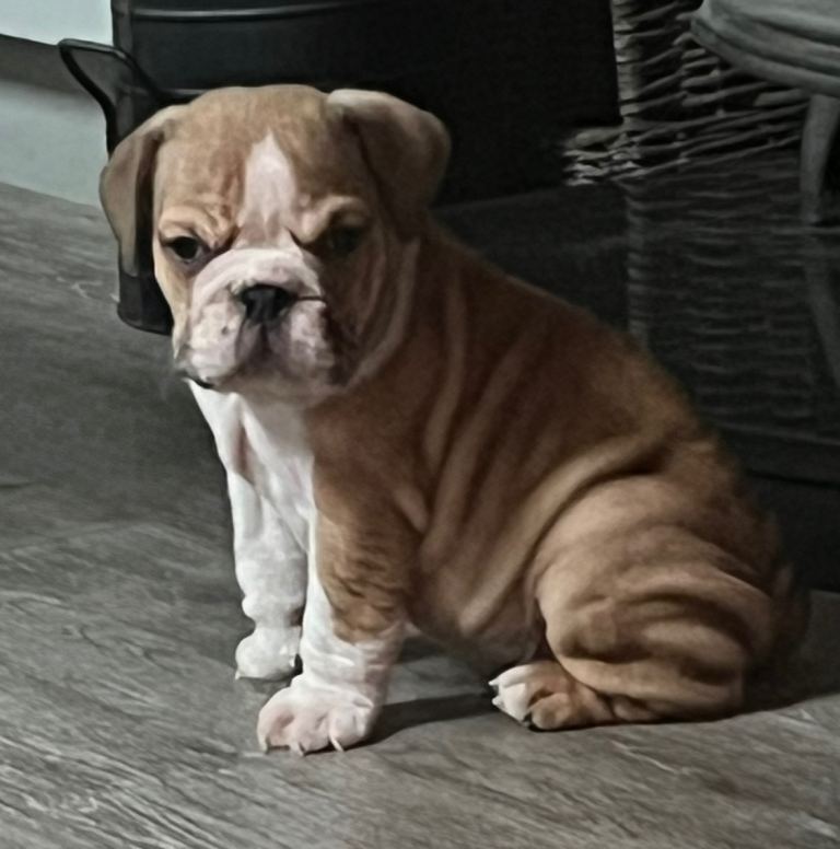 British Bulldog pups