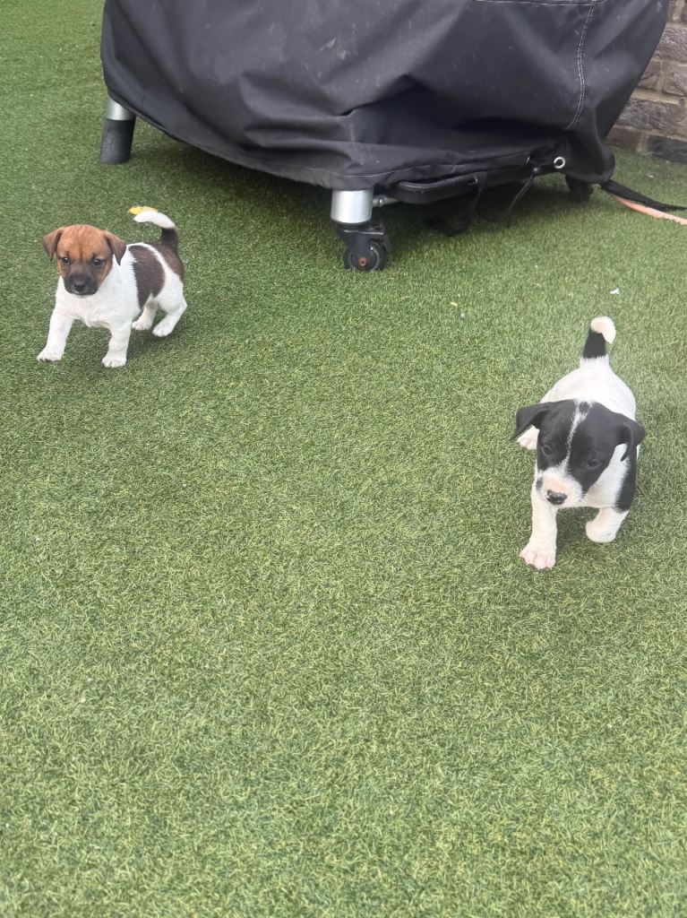 Jack Russell Puppies for Sale