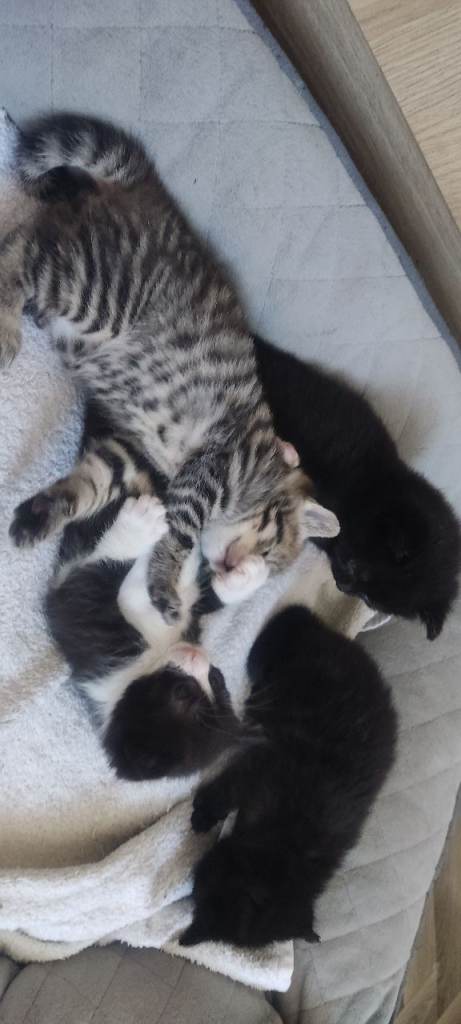 Adorable kittens ready to go now.