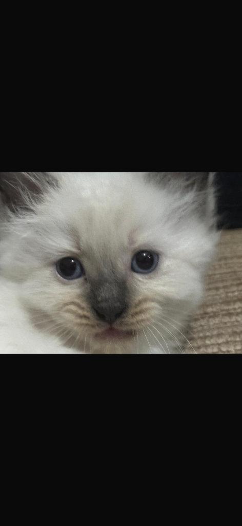Ragdoll kittens born 10/07/26
