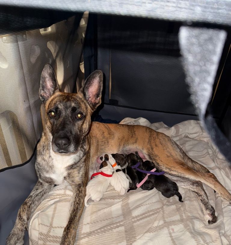 German Shepard x Staffy x Jack Russel puppies 