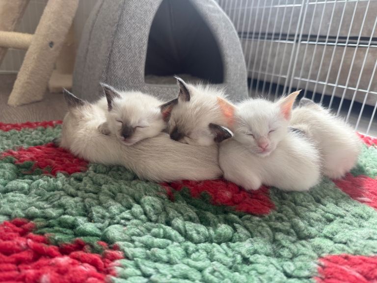 🐾 Ragdoll Kittens – 5 Girls Available 🐾