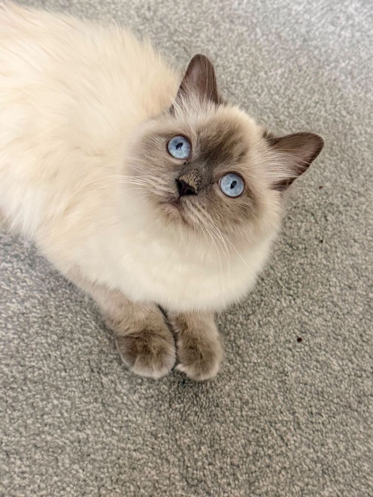 Beautiful Purebred Ragdoll Girl