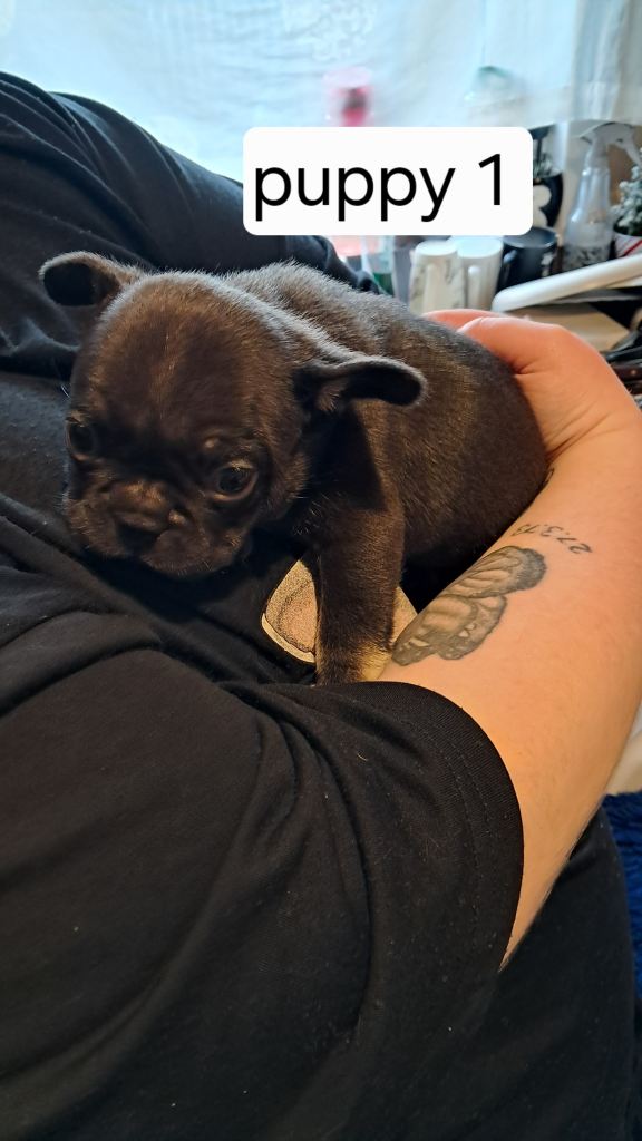 French bulldogs puppies 