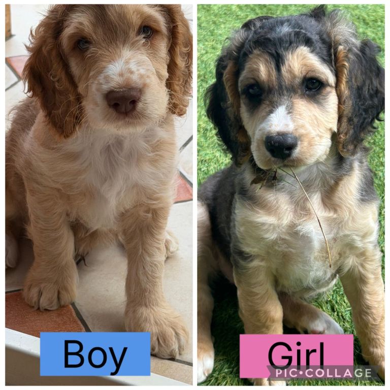F2b Cockapoo Puppies 1 girl left! 