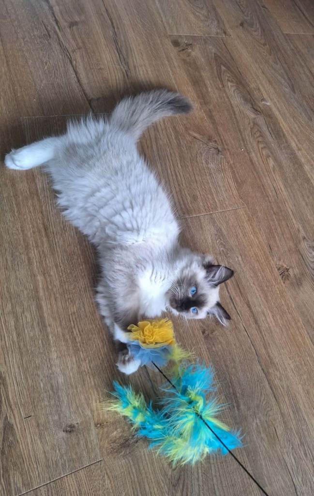 Ragdoll