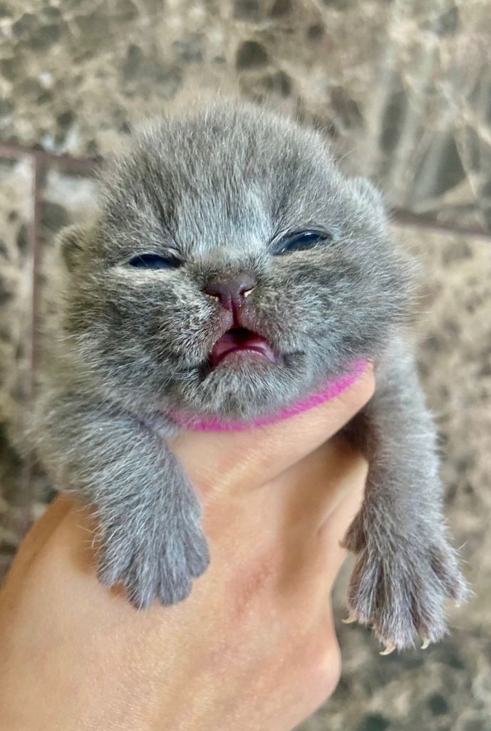 BRITISH SHORTHAIR KITTENS AVAILABLE!!!! 🐾🐾😻😻