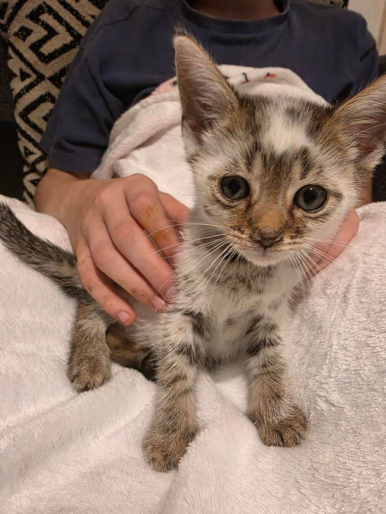 7 kittens for sale