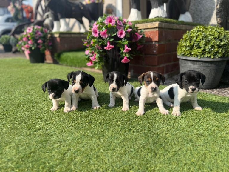 Dachshund x Jack Russell puppies