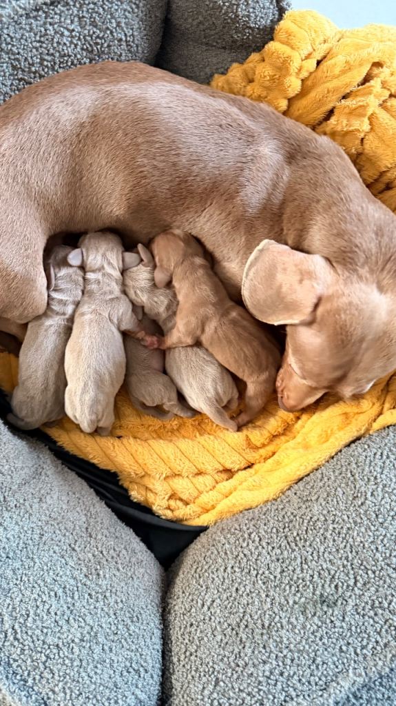 KC registered miniature dachshund 