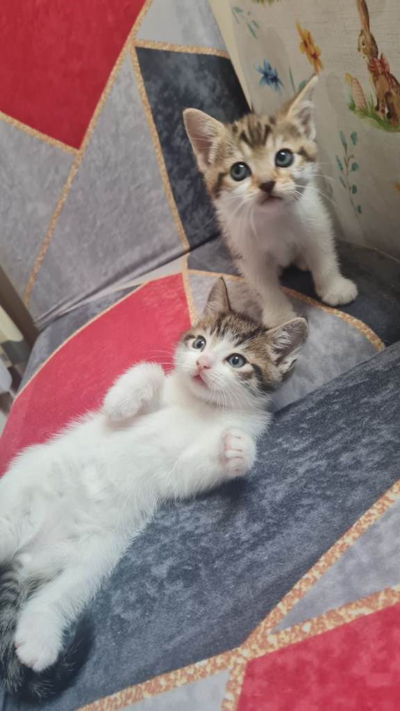 Kitten