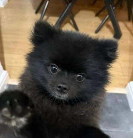 Male pomeranian 
