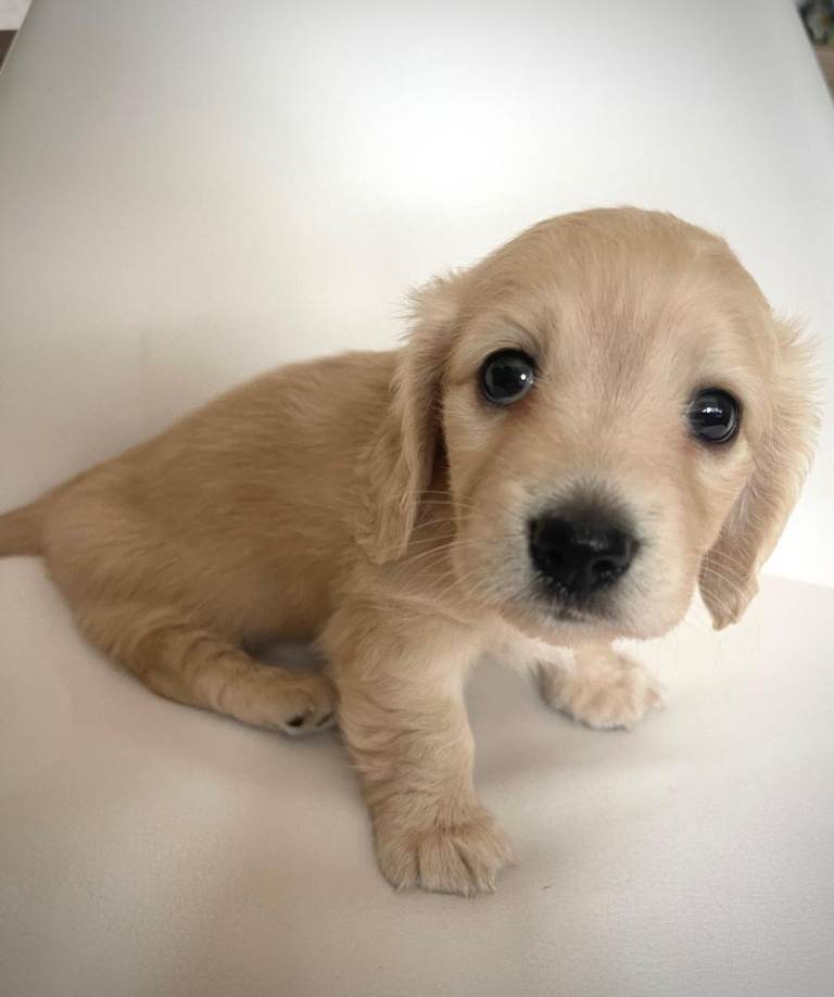 Long Haired Cream Miniature Dachshund Females