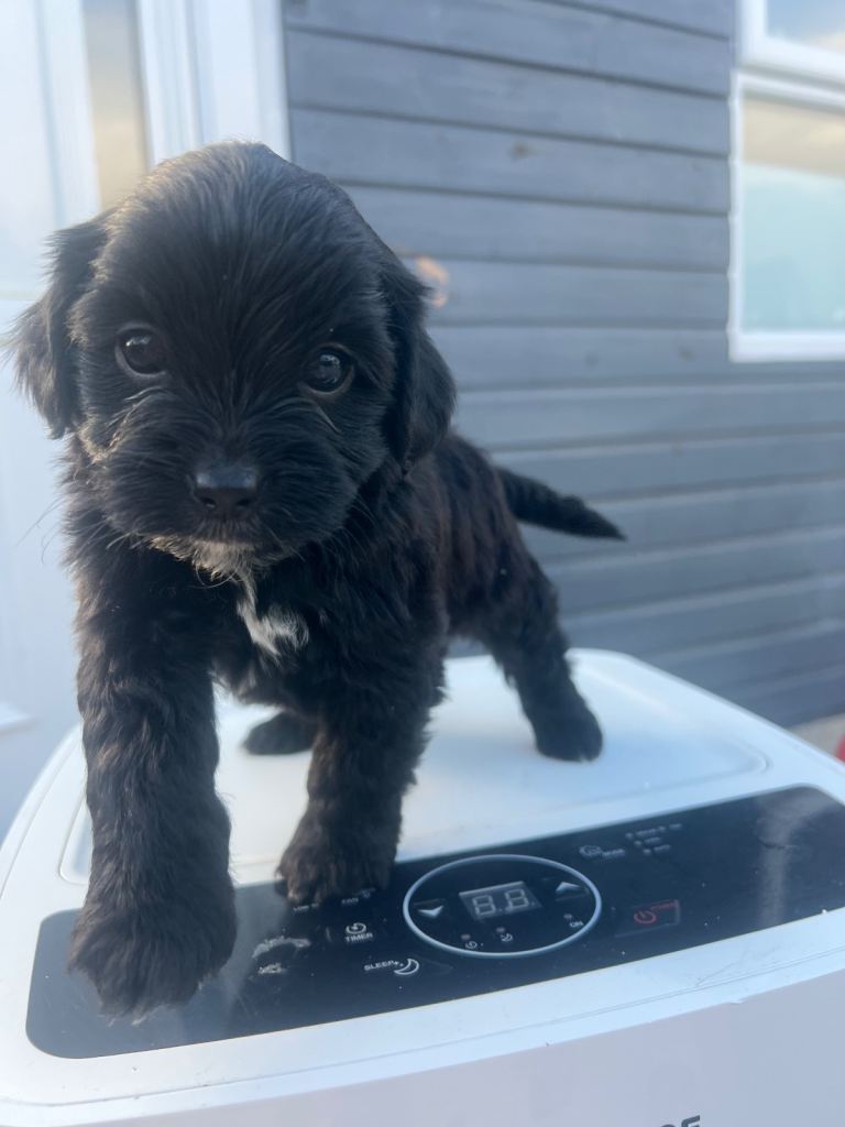 Cocker spaniel puppies