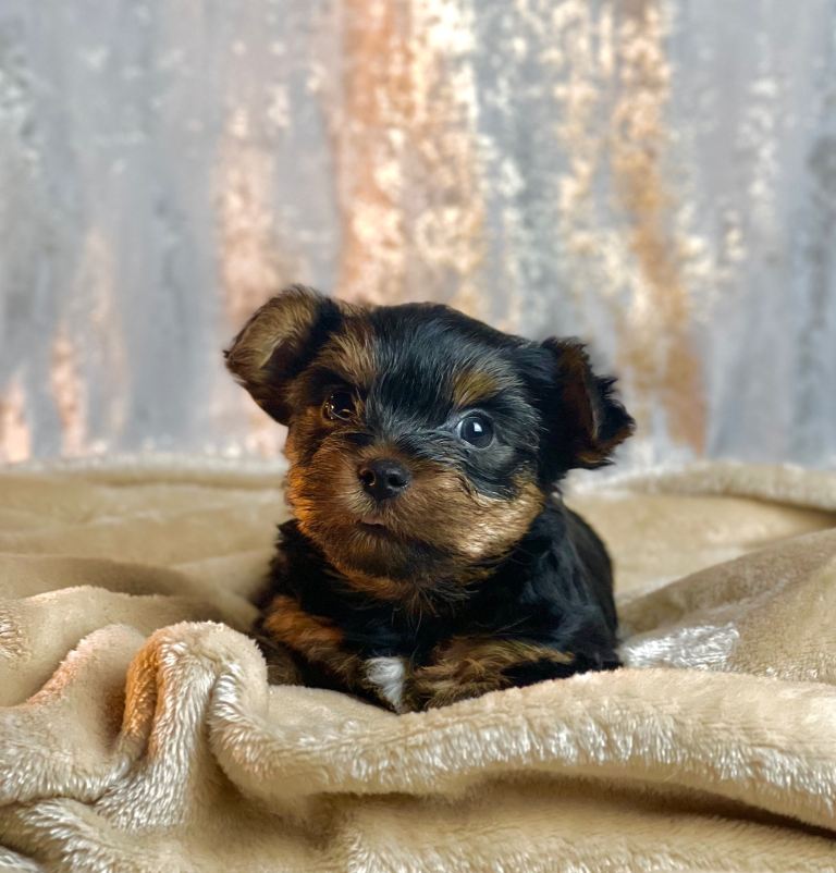 Pure breed Mini Yorkshire Terrier