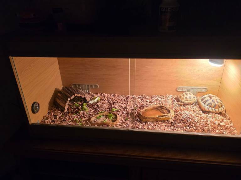 Terrarium ( read the description pls)