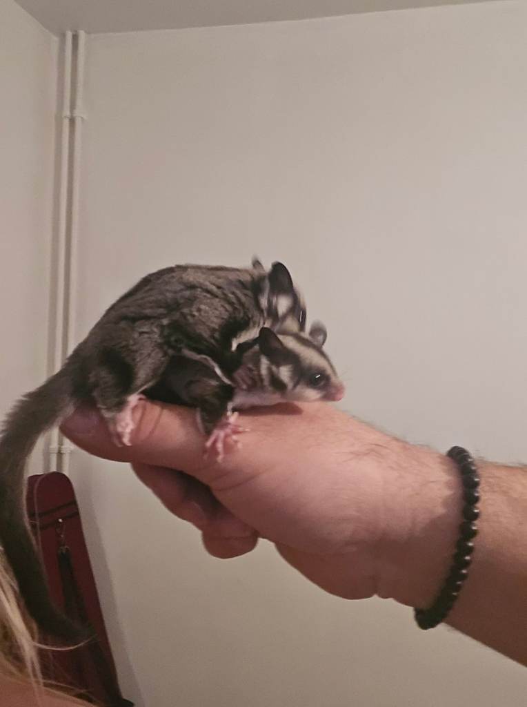 Sugar gliders