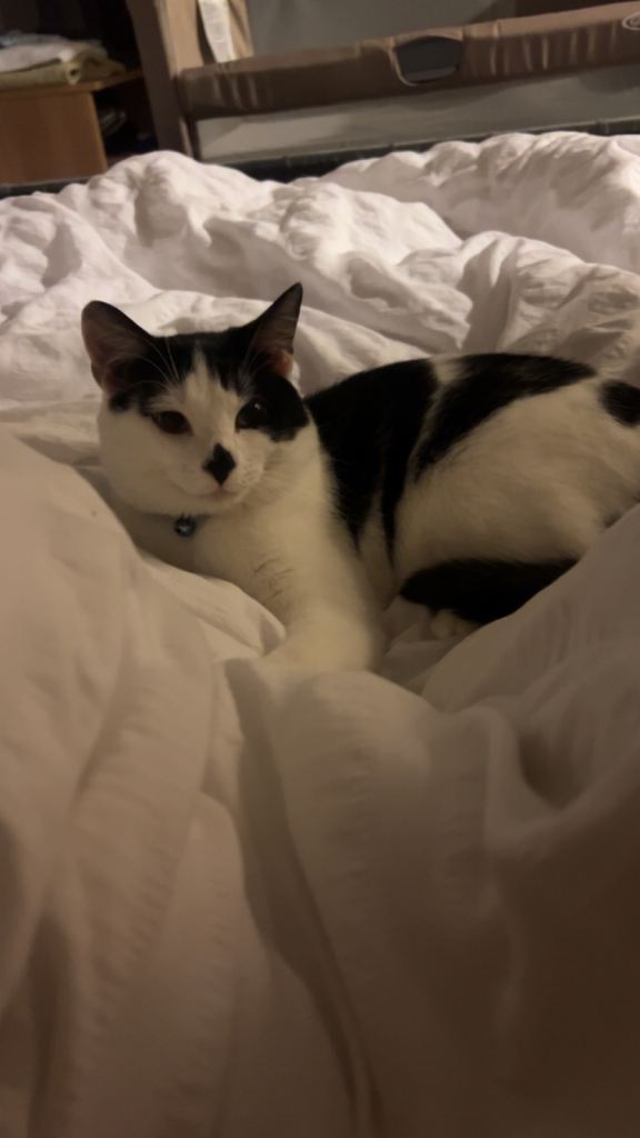 Male cat 