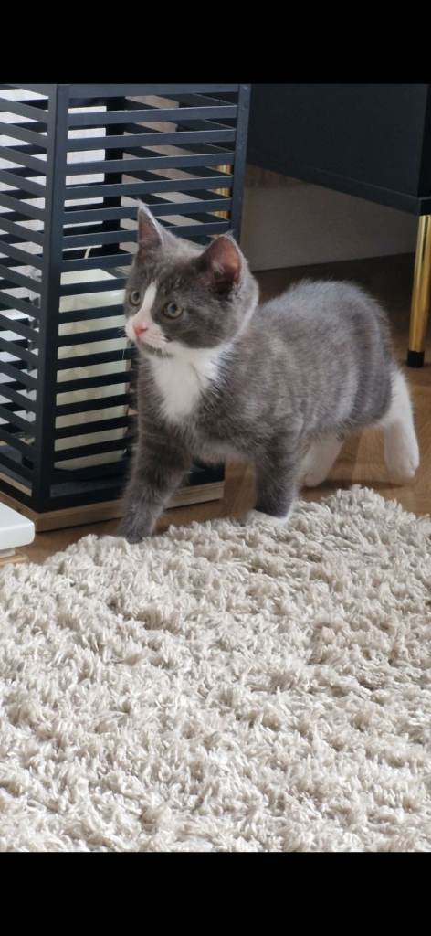 14 week male kitten. Mother ragdoll 
