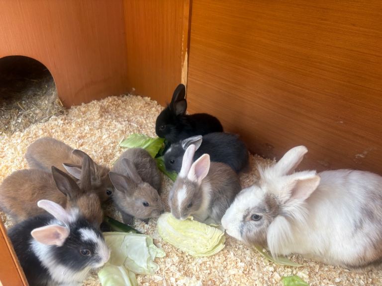 baby bunnies ready for there new homes