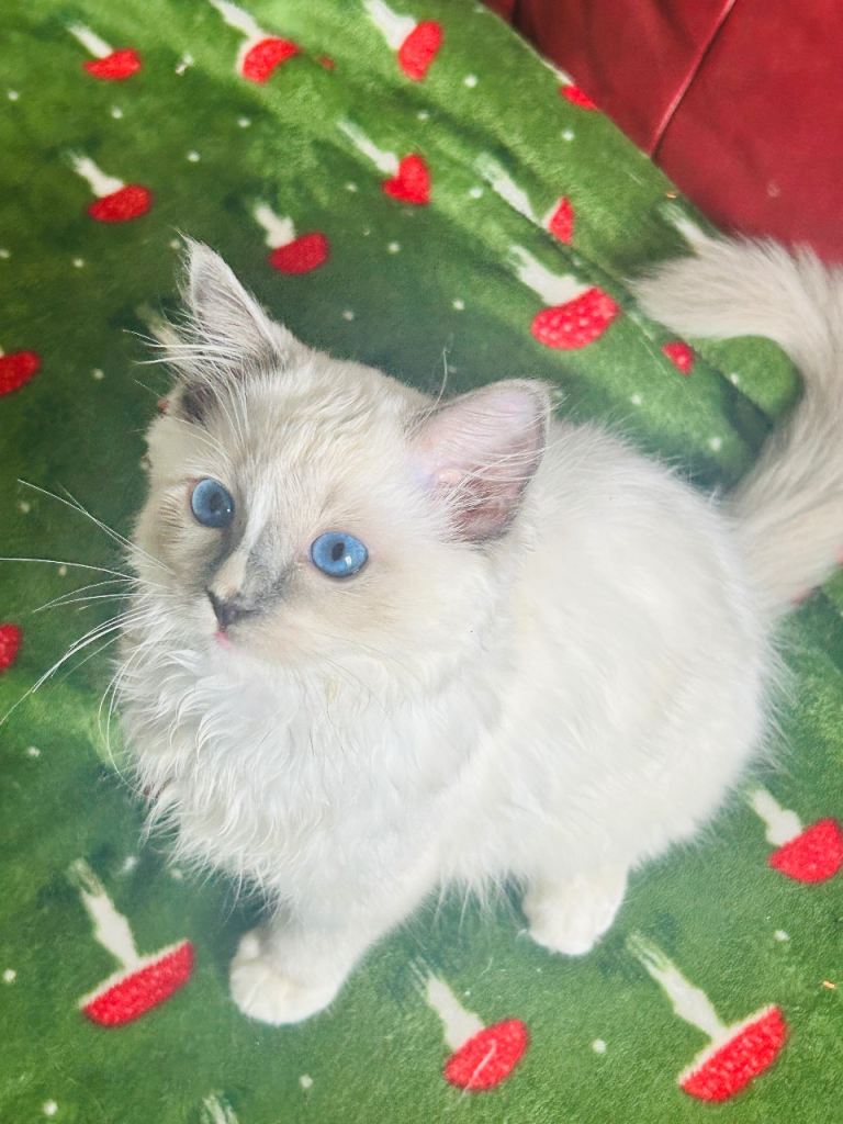 Ragdoll kittens 