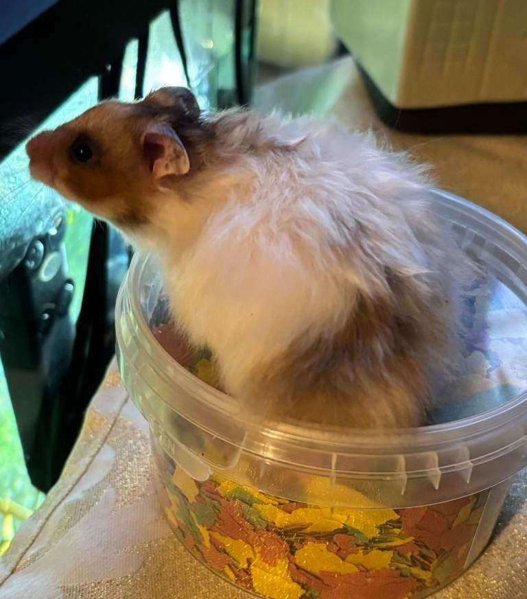 Adorable little syrian hamsters