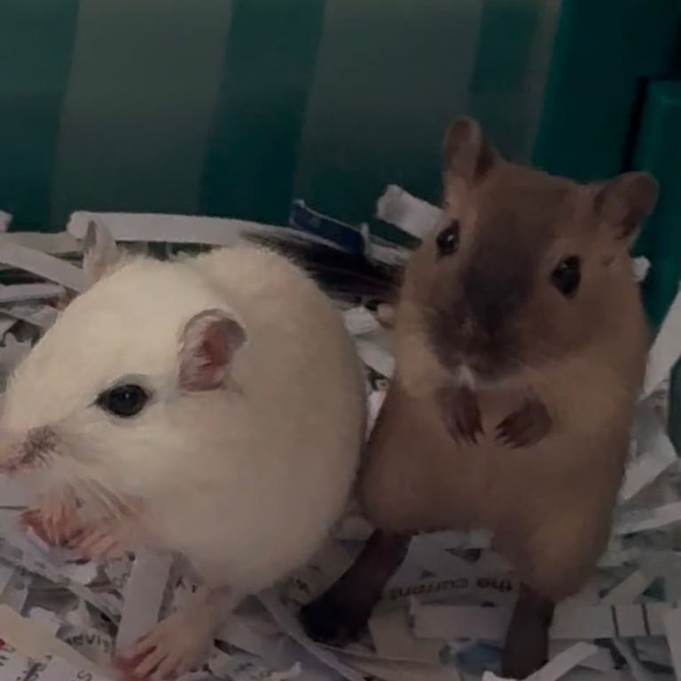 2 x female gerbils and cage 