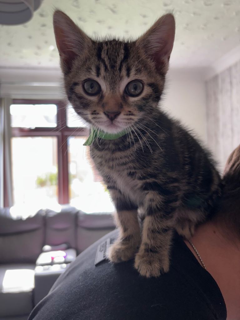 2 kittens for sale. Price is for both (need to go together)