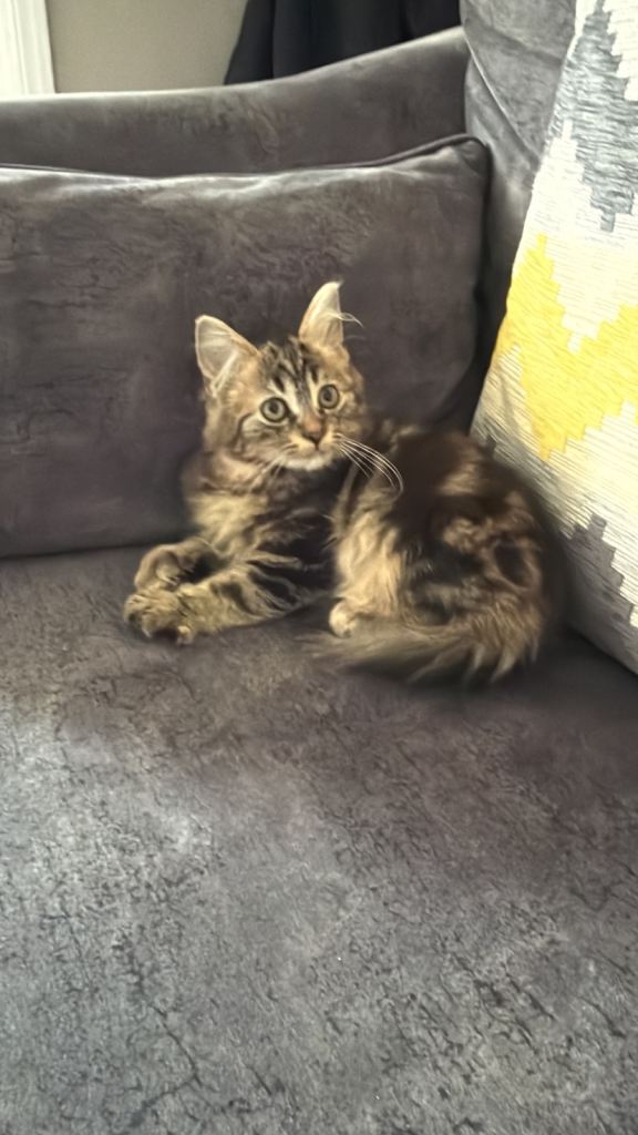 Fluffy kittens (female left)