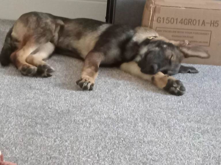 Beautiful German Shepherd