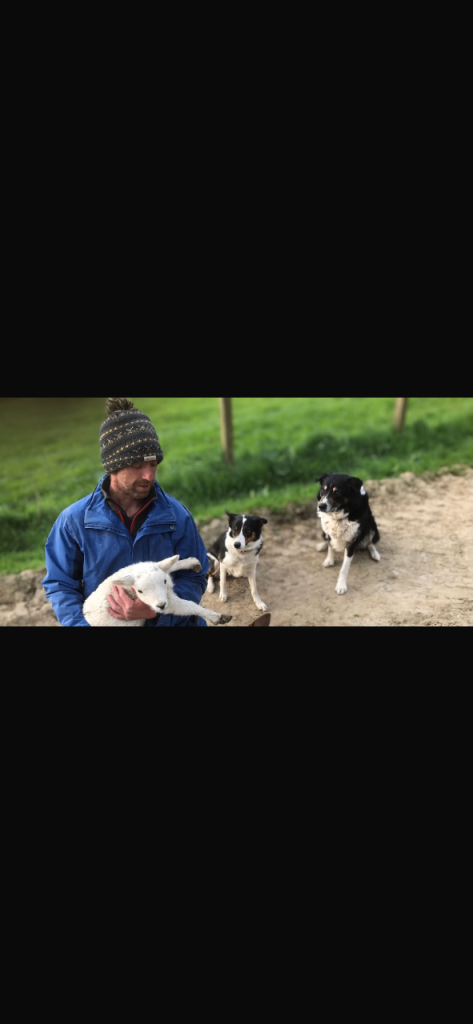 Border collie puppies