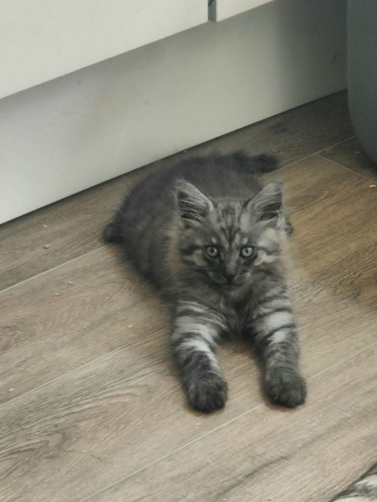 Beautiful MaineCoon Mix Male Kitten for sale 