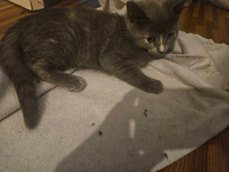 10 week old female kitten