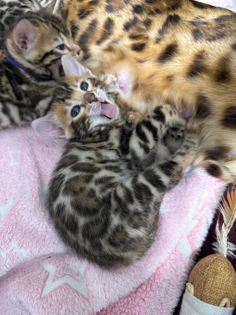 TIKA registered 5th Pedigree bengal kittens