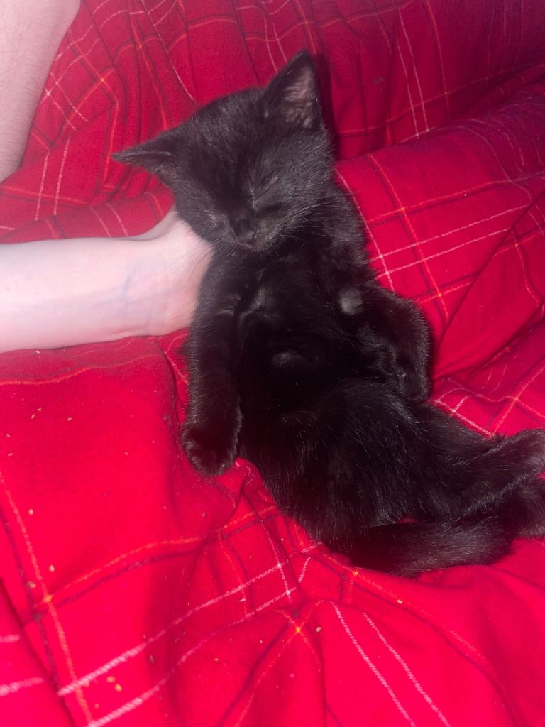 Adorable 3 Months Old Kitten