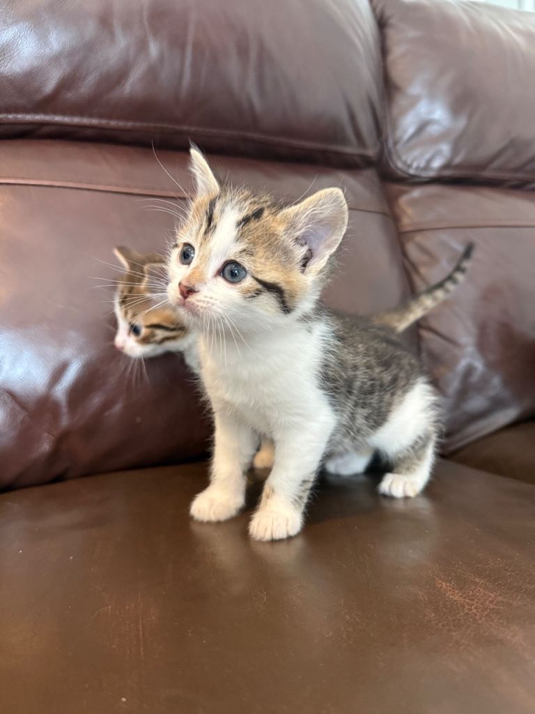 Adorable Bengal Kittens – 7 Weeks Old | 1 Girl | Ready in 1 Week