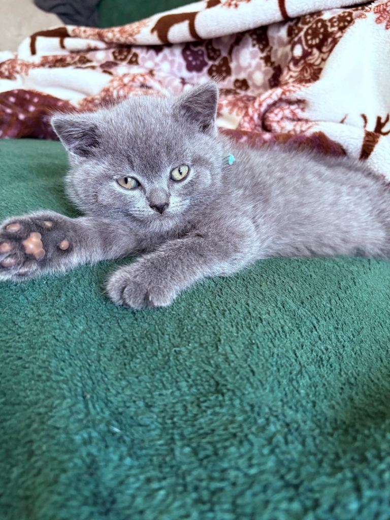 Stunning British Shorthair Kittens Looking for Their Forever Homes 