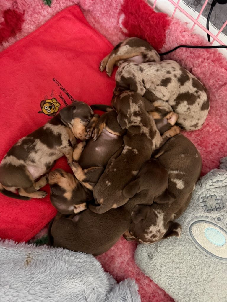 Smooth coat miniature dachshunds 